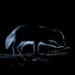 Profile Picture of Paweł Wróblewski (@kurdeniewiemco) on Instagram