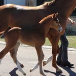 Profile Picture of Michael Procter (@oakfordequinehospital) on Instagram