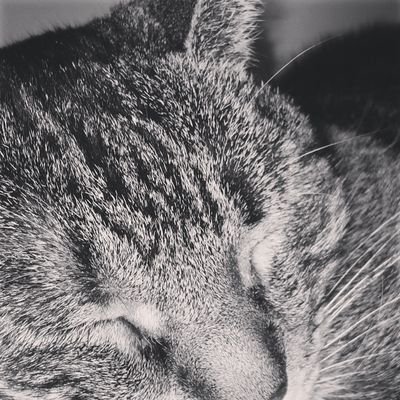 Profile Picture of Pearl_TheCat (@wally_hutton) on Twitter