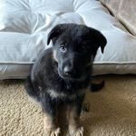 Profile Picture of Athena Ward (@athena.indy.gsd) on Instagram
