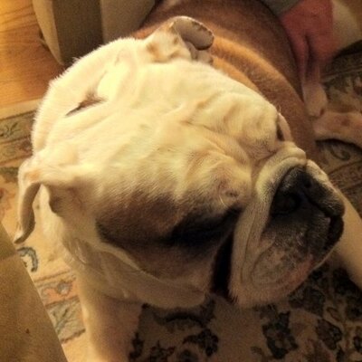 Profile Picture of Andrew McElroy (@andrewmcelroy) on Twitter