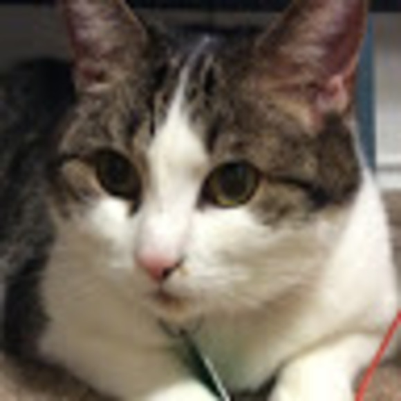 Profile Picture of Matteo Steller (@matteosteller) on Poshmark