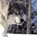 Profile Picture of Ivan Wolf (@ivan.wolf.313) on Facebook