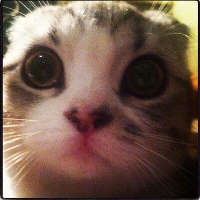 Profile Picture of AMAZING SPIDER-MAN (@JeffreyBangWall) on Twitter