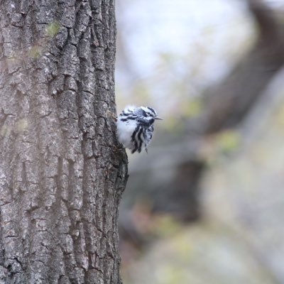 Profile Picture of Adam Vinson (@AdamVinson15) on Twitter