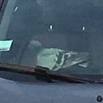 Profile Picture of Steven Le Pigeon (@steven_le_pigeon) on Instagram