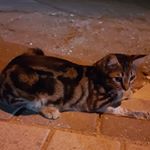 Profile Picture of Lilli Miller (@lilli370) on Instagram