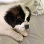 Profile Picture of Charlie “Chunk” Sugerman (@i.am.chunk) on Instagram