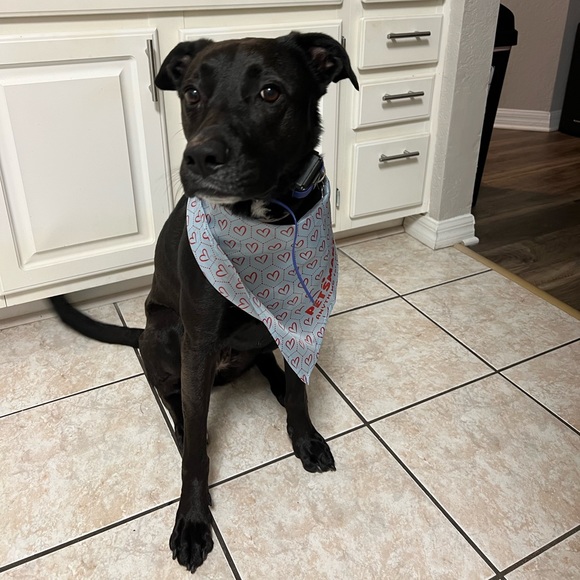 Profile Picture of Bizkit Timpani (@gracehle) on Poshmark