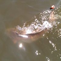 Profile Picture of Nathan Thigpen (@nathan-thigpen) on Quora