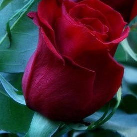 Profile Picture of Julia Montañes Gines (@JuliaMontanes) on Twitter