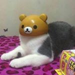 Profile Picture of casey's jammy spammy (@partridge.in.a.petri) on Instagram