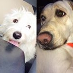 Profile Picture of Buddy And Skylar (@buddy_skylar.manning) on Instagram