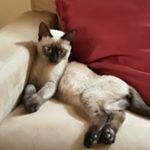 Profile Picture of Tony Stark de Sousa Pereira (@tonystark.pereira) on Instagram
