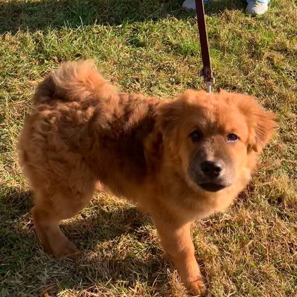 Profile Picture of Heather Krammes (@heatherkrammes) on Poshmark