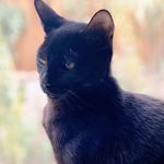 Profile Picture of Panther the Kitten (@panther_the_kitten) on Instagram