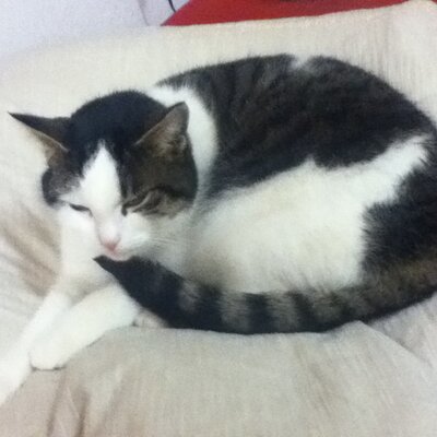 Profile Picture of Dario Joseph (@DarioSnipe) on Twitter