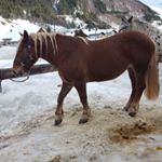 Seline Höger - Instagram Profile Picture of Seline Höger (@thehorselisa) on Instagram