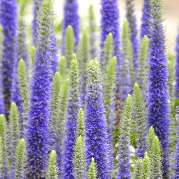 Profile Picture of Jeanette Andres (@jeanetteandres) on Poshmark