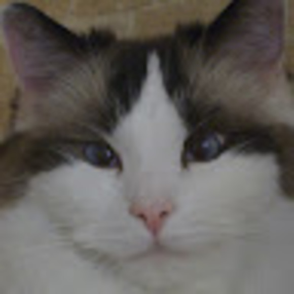 Profile Picture of Donna Frizzell (@dfrizzell1879) on Poshmark