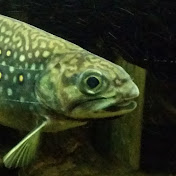 Profile Picture of Kyle Snow (@ksnow34) on Youtube