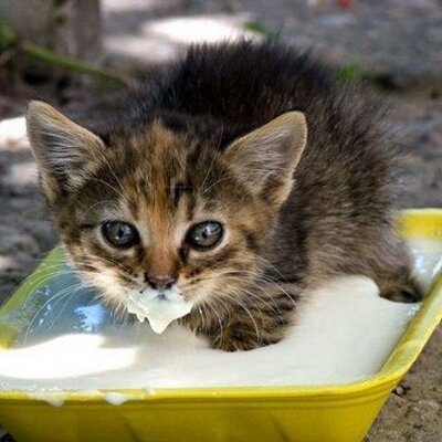 Profile Picture of Julia Bleier (@JuliaBleier1) on Twitter