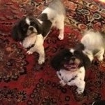 Profile Picture of Howard Mears (@hvmears) on Instagram