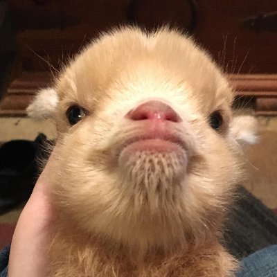 Profile Picture of Joseph Rippey (@RippeyJoseph) on Twitter