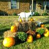 Profile Picture of Joyce Brader (@@joycebrader) on Tiktok
