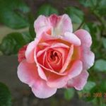 Profile Picture of Marilyn Miller (@marilynjmiller53) on Instagram