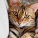 Profile Picture of Sandra Finch (@bengalcatlady) on Pinterest