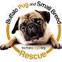 Profile Picture of buffalopugsrescue (@@buffalopugsrescue) on Tiktok