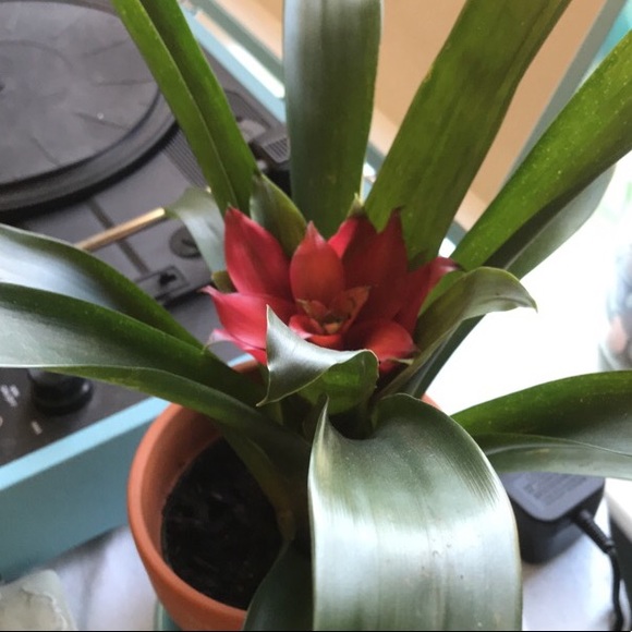 Profile Picture of Annie Sinski (@noodlesinski) on Poshmark