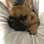 Profile Picture of Dylan Laframboise (@dylanjras) on Instagram