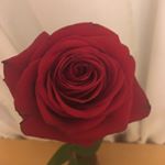 Profile Picture of Julia Stoddard (@motivation_by_julia) on Instagram