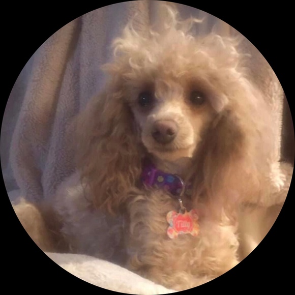 Profile Picture of Angie Corum (@momofpoodles) on Poshmark