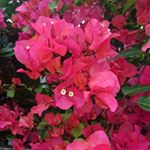 Profile Picture of 木村まこ (@maakokimuha) on Instagram