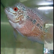 Koess Rony - Youtube Profile Picture of Koess Rony (@koessrony1028) on Youtube