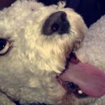 Profile Picture of Harvey Joseph Fitzsimons (@harvz_fitzy) on Instagram