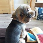 Profile Picture of Tobíček 🇨🇿 (@ja.bel_a_tobicek) on Instagram