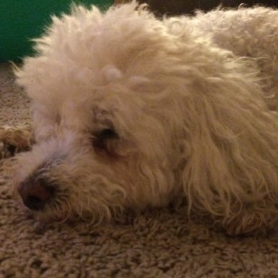 Profile Picture of Bob Loblaw, PhD (@mumby_917) on Twitter