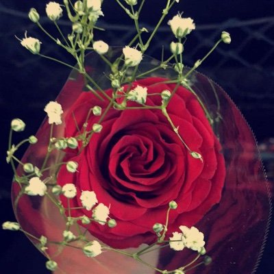 Profile Picture of Maya Chan (@mayachan2) on Twitter