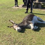 Profile Picture of Kyle Stapleton (@kyle_stapleface) on Instagram