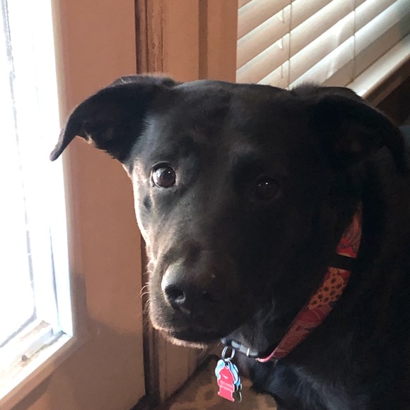 Profile Picture of Kim Harvell (@deneseharvell) on Poshmark