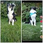 Profile Picture of   Border Collie Flic... (@bordercollie_flic) on Tiktok