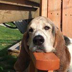 Profile Picture of Candy Shannon Mapplebeck (@candy.mapplebeck) on Instagram