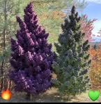 Profile Picture of Daniel Días (@Daniel-Días) on Facebook