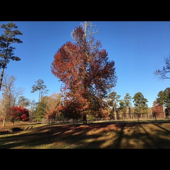 Profile Picture of Dadra Meadows (@dadrameadows) on Poshmark