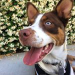 Profile Picture of Penny Cricket Hopper (@pennycrickethopper) on Instagram