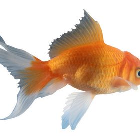 Profile Picture of Alli Downs (@akd18) on Pinterest